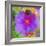 Composing with Coloured Blossoms-Alaya Gadeh-Framed Photographic Print