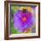 Composing with Coloured Blossoms-Alaya Gadeh-Framed Photographic Print