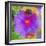 Composing with Coloured Blossoms-Alaya Gadeh-Framed Photographic Print