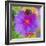 Composing with Coloured Blossoms-Alaya Gadeh-Framed Photographic Print