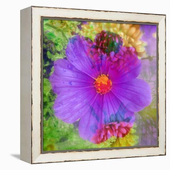 Composing with Coloured Blossoms-Alaya Gadeh-Framed Premier Image Canvas