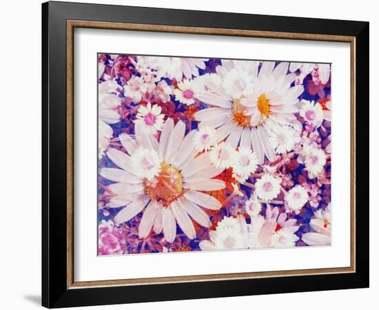 Composing with Marguerites and Daisies-Alaya Gadeh-Framed Photographic Print