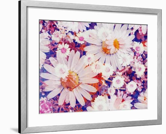 Composing with Marguerites and Daisies-Alaya Gadeh-Framed Photographic Print