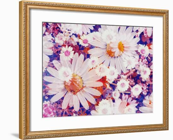 Composing with Marguerites and Daisies-Alaya Gadeh-Framed Photographic Print