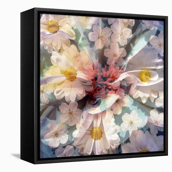 Composing with White Blossoms-Alaya Gadeh-Framed Premier Image Canvas