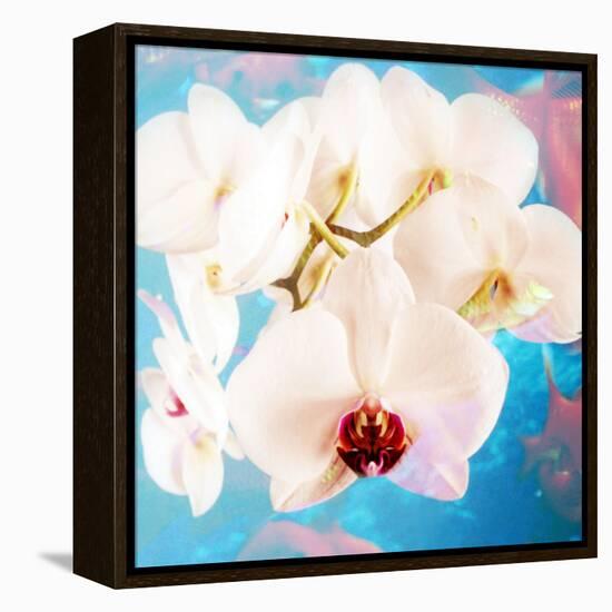 Composing with White Orchid Blossoms Infront of Blue Background-Alaya Gadeh-Framed Premier Image Canvas