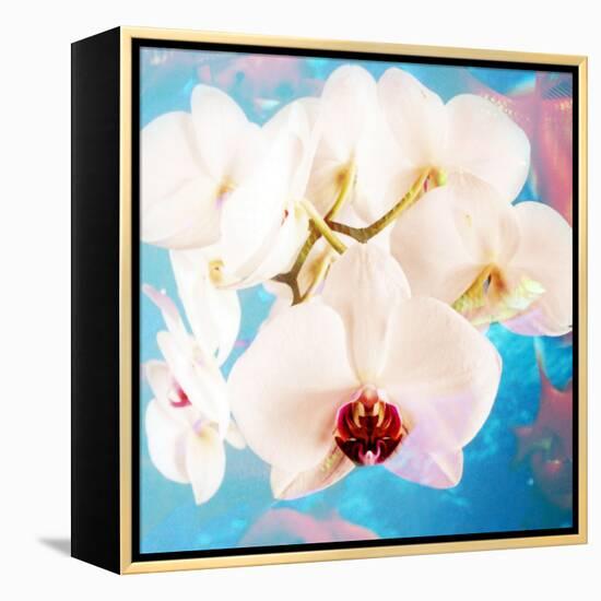 Composing with White Orchid Blossoms Infront of Blue Background-Alaya Gadeh-Framed Premier Image Canvas