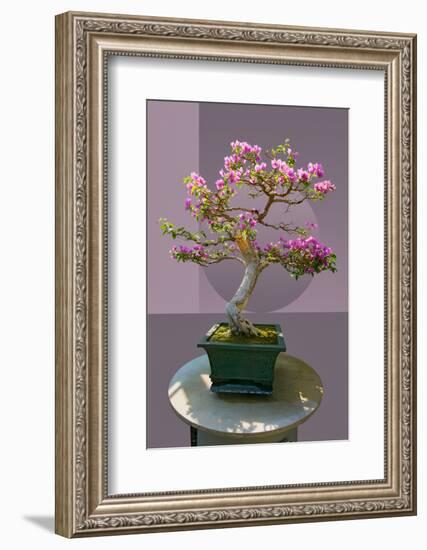 Composite image of Japanese bonsai tree in front of a geometric Asian pattern-null-Framed Photographic Print