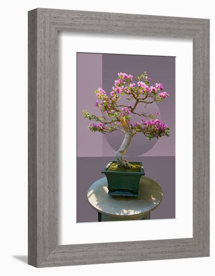 Composite image of Japanese bonsai tree in front of a geometric Asian pattern-null-Framed Photographic Print