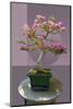 Composite image of Japanese bonsai tree in front of a geometric Asian pattern-null-Mounted Photographic Print