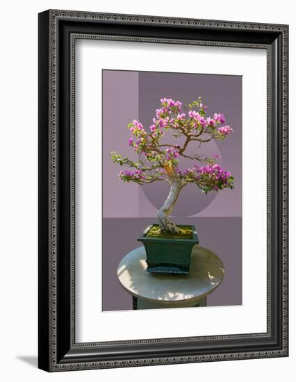 Composite image of Japanese bonsai tree in front of a geometric Asian pattern-null-Framed Photographic Print