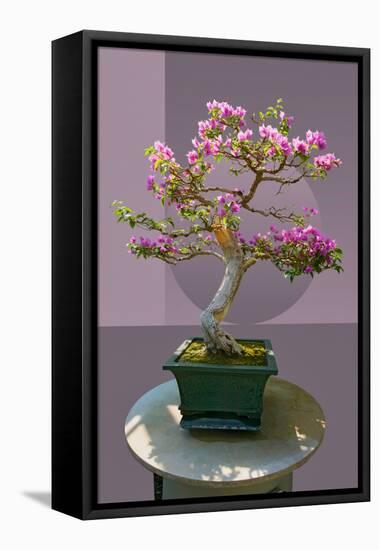 Composite image of Japanese bonsai tree in front of a geometric Asian pattern-null-Framed Premier Image Canvas