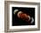 Composite Image of Lunar Eclipse-null-Framed Photographic Print