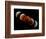 Composite Image of Lunar Eclipse-null-Framed Photographic Print