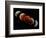 Composite Image of Lunar Eclipse-null-Framed Photographic Print