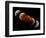 Composite Image of Lunar Eclipse-null-Framed Photographic Print