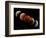 Composite Image of Lunar Eclipse-null-Framed Photographic Print