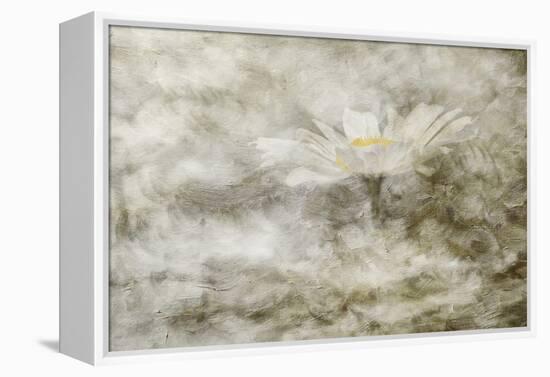 Composite Image of Oxeye Daisy and Texture, Louisville, Kentucky, Leucanthemum Vulgare-Adam Jones-Framed Premier Image Canvas