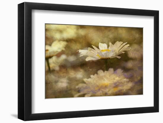 Composite Image of Oxeye Daisy and Texture, Louisville, Kentucky-Adam Jones-Framed Photographic Print