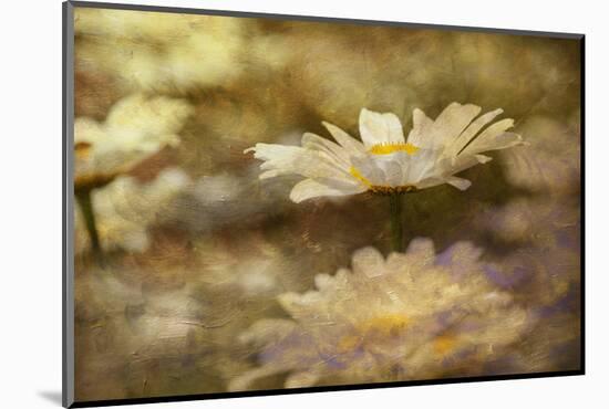 Composite Image of Oxeye Daisy and Texture, Louisville, Kentucky-Adam Jones-Mounted Photographic Print