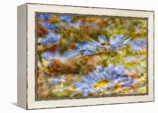 Composite Image of Oxeye Daisy and Texture, Louisville, Kentucky-Adam Jones-Framed Premier Image Canvas