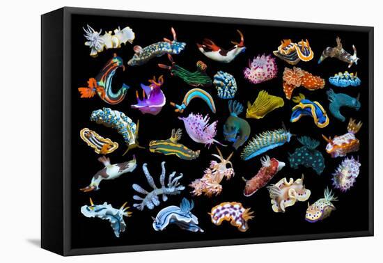 Composite image of tropical nudibranchs, Indo-Pacific-Georgette Douwma-Framed Premier Image Canvas
