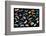Composite image of tropical nudibranchs, Indo-Pacific-Georgette Douwma-Framed Photographic Print