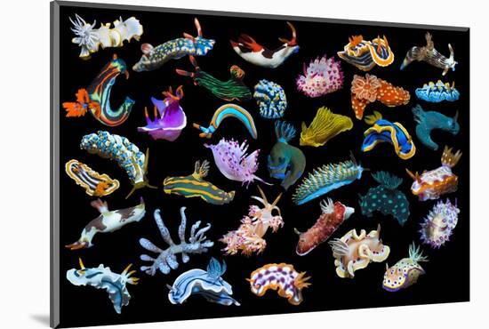 Composite image of tropical nudibranchs, Indo-Pacific-Georgette Douwma-Mounted Photographic Print