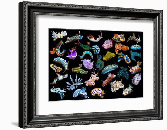 Composite image of tropical nudibranchs, Indo-Pacific-Georgette Douwma-Framed Photographic Print