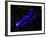 Composite Image, Two Tails Stretching Behind a Galaxy as it Travels Through a Galaxy Cluster-null-Framed Photographic Print