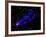 Composite Image, Two Tails Stretching Behind a Galaxy as it Travels Through a Galaxy Cluster-null-Framed Photographic Print