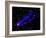 Composite Image, Two Tails Stretching Behind a Galaxy as it Travels Through a Galaxy Cluster-null-Framed Photographic Print