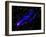 Composite Image, Two Tails Stretching Behind a Galaxy as it Travels Through a Galaxy Cluster-null-Framed Photographic Print