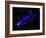 Composite Image, Two Tails Stretching Behind a Galaxy as it Travels Through a Galaxy Cluster-null-Framed Photographic Print