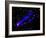 Composite Image, Two Tails Stretching Behind a Galaxy as it Travels Through a Galaxy Cluster-null-Framed Photographic Print