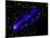 Composite Image, Two Tails Stretching Behind a Galaxy as it Travels Through a Galaxy Cluster-null-Mounted Photographic Print