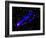 Composite Image, Two Tails Stretching Behind a Galaxy as it Travels Through a Galaxy Cluster-null-Framed Photographic Print