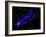 Composite Image, Two Tails Stretching Behind a Galaxy as it Travels Through a Galaxy Cluster-null-Framed Photographic Print