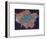 Composite Landsat False Colour Image of Greater London, 1979-null-Framed Giclee Print