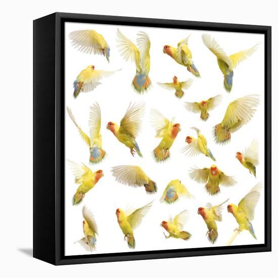 Composition of Rosy-Faced Lovebird Flying, Agapornis Roseicollis, also known as the Peach-Faced Lov-Life on White-Framed Premier Image Canvas