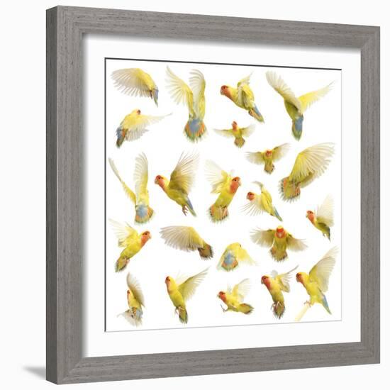 Composition of Rosy-Faced Lovebird Flying, Agapornis Roseicollis, also known as the Peach-Faced Lov-Life on White-Framed Photographic Print