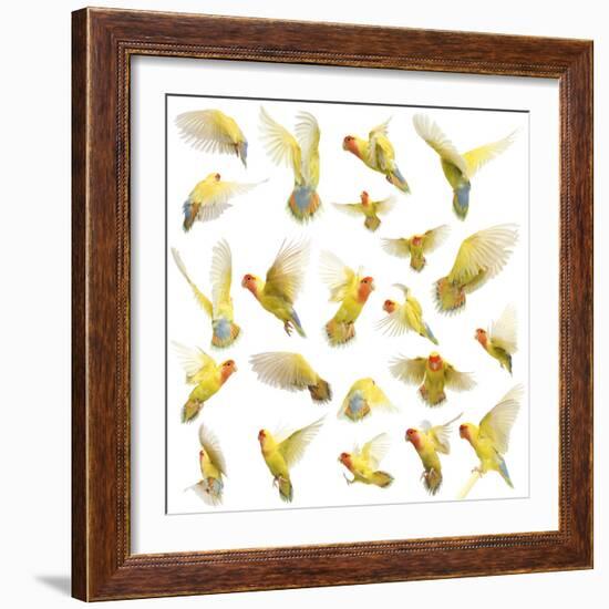 Composition of Rosy-Faced Lovebird Flying, Agapornis Roseicollis, also known as the Peach-Faced Lov-Life on White-Framed Photographic Print