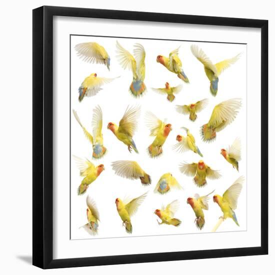 Composition of Rosy-Faced Lovebird Flying, Agapornis Roseicollis, also known as the Peach-Faced Lov-Life on White-Framed Photographic Print