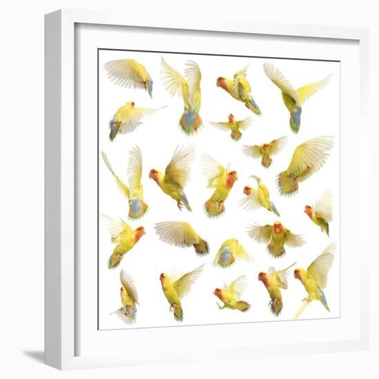 Composition of Rosy-Faced Lovebird Flying, Agapornis Roseicollis, also known as the Peach-Faced Lov-Life on White-Framed Photographic Print