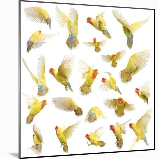 Composition of Rosy-Faced Lovebird Flying, Agapornis Roseicollis, also known as the Peach-Faced Lov-Life on White-Mounted Photographic Print