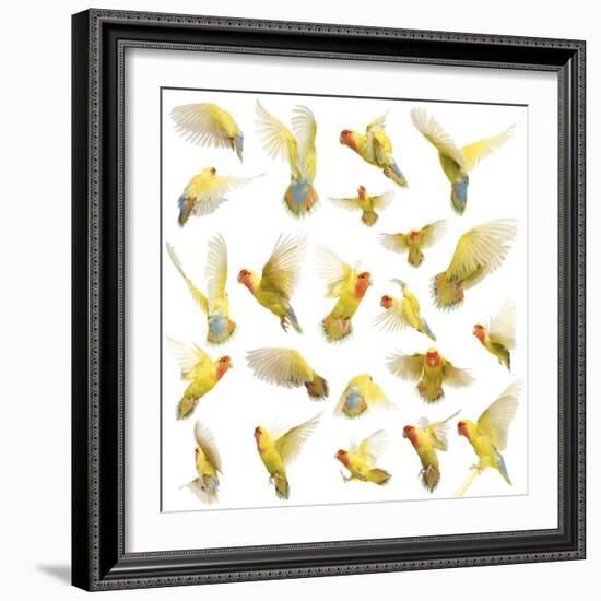 Composition of Rosy-Faced Lovebird Flying, Agapornis Roseicollis, also known as the Peach-Faced Lov-Life on White-Framed Photographic Print