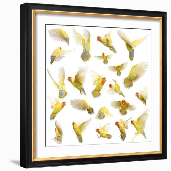 Composition of Rosy-Faced Lovebird Flying, Agapornis Roseicollis, also known as the Peach-Faced Lov-Life on White-Framed Photographic Print