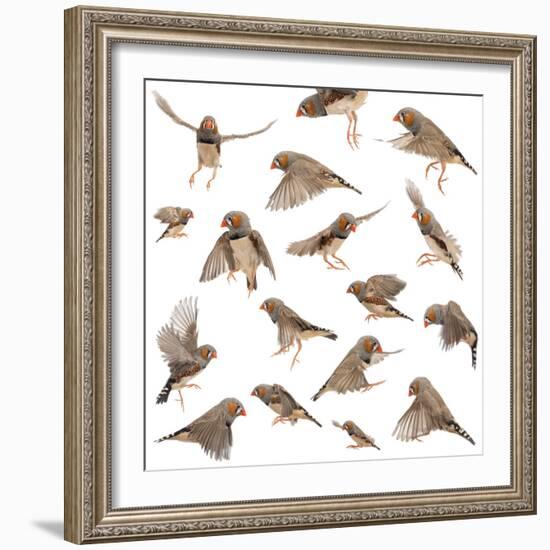 Composition of Zebra Finch Flying, Taeniopygia Guttata, against White Background-Life on White-Framed Photographic Print