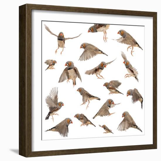 Composition of Zebra Finch Flying, Taeniopygia Guttata, against White Background-Life on White-Framed Photographic Print