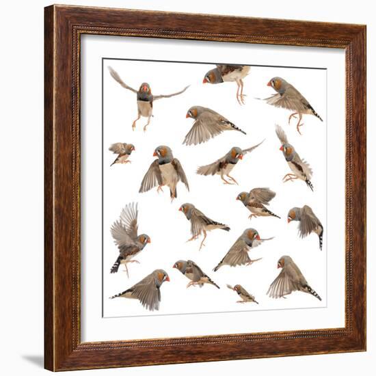 Composition of Zebra Finch Flying, Taeniopygia Guttata, against White Background-Life on White-Framed Photographic Print